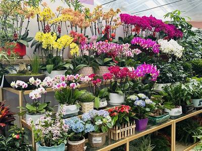 春風有信花為禮 婦女節(jié)濟南鮮花銷售持續(xù)升溫，禮品花卉受熱捧